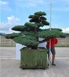 Mädchen-Kiefer - Pinus pentaphylla
