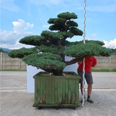 Pinus pentaphylla, Gartenbonsai YT1 - 180
