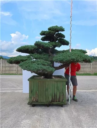 Mädchen-Kiefer - Pinus pentaphylla