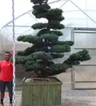 Mädchen-Kiefer - Pinus pentaphylla