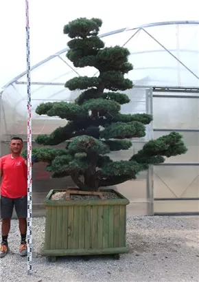 Mädchen-Kiefer - Pinus pentaphylla