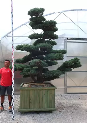 Mädchen-Kiefer - Pinus pentaphylla