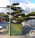 Mädchen-Kiefer - Pinus pentaphylla