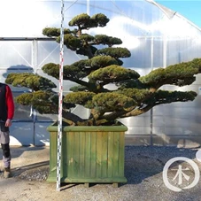 Pinus pentaphylla, Gartenbonsai YB170 - 170