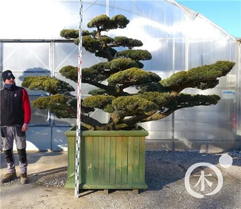 Mädchen-Kiefer - Pinus pentaphylla