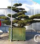 Mädchen-Kiefer - Pinus pentaphylla