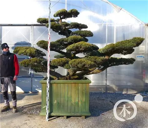 Mädchen-Kiefer - Pinus pentaphylla