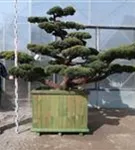 Mädchen-Kiefer - Pinus pentaphylla