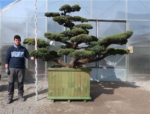 Mädchen-Kiefer - Pinus pentaphylla