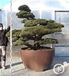 Mädchen-Kiefer - Pinus pentaphylla