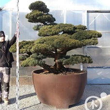 Pinus pentaphylla, Gartenbonsai YT33 - 190