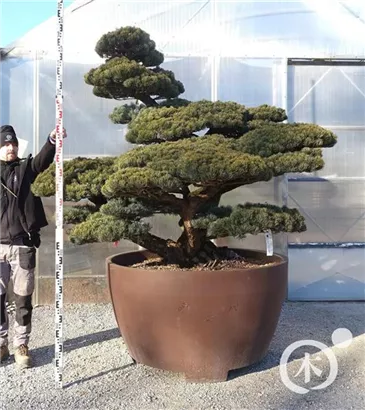 Mädchen-Kiefer - Pinus pentaphylla