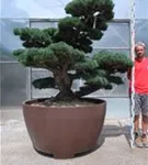 Mädchen-Kiefer - Pinus pentaphylla