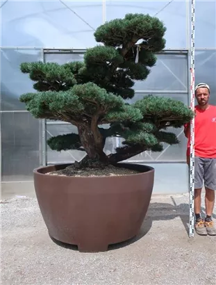 Mädchen-Kiefer - Pinus pentaphylla