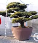 Mädchen-Kiefer - Pinus pentaphylla