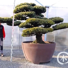 Pinus pentaphylla, Gartenbonsai Y33 - 150