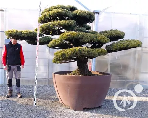 Mädchen-Kiefer - Pinus pentaphylla