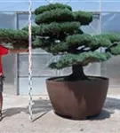 Mädchen-Kiefer - Pinus pentaphylla