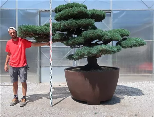 Mädchen-Kiefer - Pinus pentaphylla