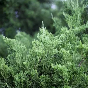 Juniperus chin.'Kaizuka'