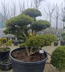Kugel-Kiefer 'Mops' - Pinus mugo 'Mops' - Bonsai