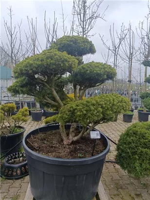 Kugel-Kiefer 'Mops' - Pinus mugo 'Mops' - Bonsai