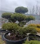 Kugel-Kiefer 'Mops' - Pinus mugo 'Mops' - Bonsai