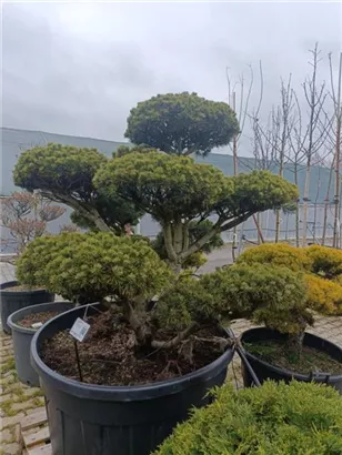 Kugel-Kiefer 'Mops' - Pinus mugo 'Mops' - Bonsai