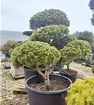 Kugel-Kiefer 'Mops' - Pinus mugo 'Mops' - Bonsai