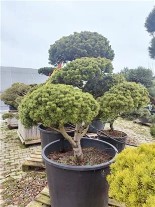 Kugel-Kiefer 'Mops' - Pinus mugo 'Mops' - Bonsai