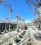 Amberbaum 'Gumball' - Liquidambar styraciflua 'Gumball'