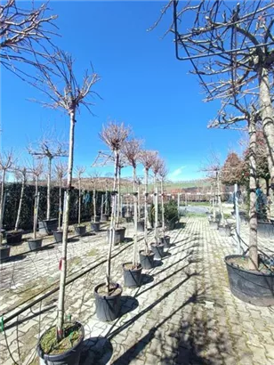 Amberbaum 'Gumball' - Liquidambar styraciflua 'Gumball'