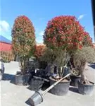 Glanzmispel 'Red Robin' - Photinia fraseri 'Red Robin' - Formgehölze