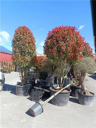 Glanzmispel 'Red Robin' - Photinia fraseri 'Red Robin' - Formgehölze