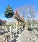 Glanzmispel 'Red Robin' - Photinia fraseri 'Red Robin' - Baum