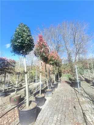 Glanzmispel 'Red Robin' - Photinia fraseri 'Red Robin' - Baum
