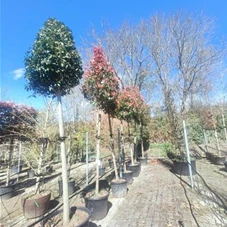 Photinia fraseri 'Red Robin' - Baum, H C 50 12- 14