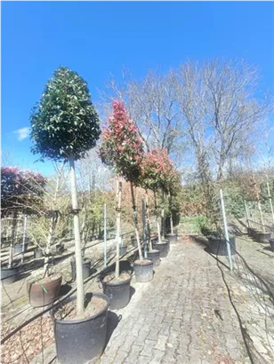 Glanzmispel 'Red Robin' - Photinia fraseri 'Red Robin' - Baum