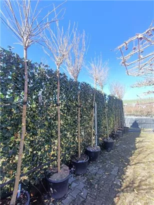 Kugelakazie - Robinia pseudoac.'Umbraculifera'