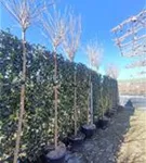 Kugelakazie - Robinia pseudoac.'Umbraculifera'