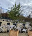 Hainbuche,Weißbuche - Carpinus betulus - Formgehölze