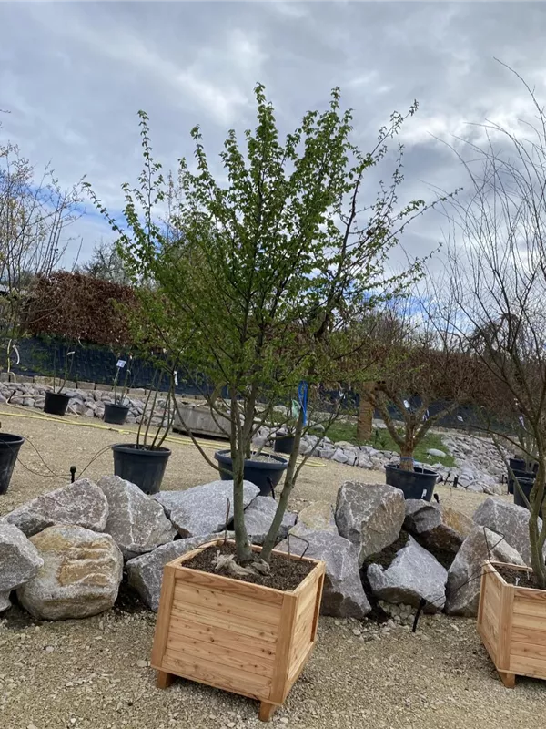 Hainbuche,Weißbuche - Carpinus betulus - Formgehölze Hainbuche,Weißbuche - Carpinus betulus - Formgehölze