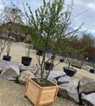 Hainbuche,Weißbuche - Carpinus betulus - Formgehölze