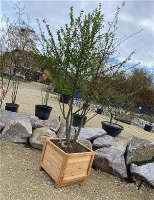 Hainbuche,Weißbuche - Carpinus betulus - Formgehölze