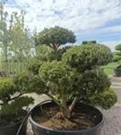 Kugel-Kiefer 'Mops' - Pinus mugo 'Mops' - Bonsai