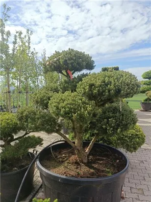 Kugel-Kiefer 'Mops' - Pinus mugo 'Mops' - Bonsai