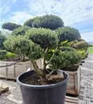 Kugel-Kiefer 'Mops' - Pinus mugo 'Mops' - Bonsai