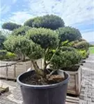 Kugel-Kiefer 'Mops' - Pinus mugo 'Mops' - Bonsai