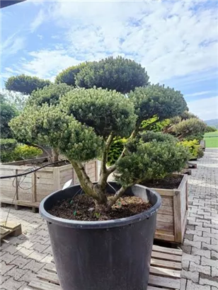 Kugel-Kiefer 'Mops' - Pinus mugo 'Mops' - Bonsai