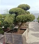 Zwerg-Silberkiefer - Pinus sylvestris 'Watereri' - Bonsai
